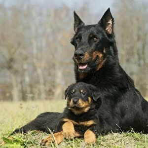 Dog - Beauceron / Bas Rouge / Berger de Beauce - adult and puppy. French Sheepdog