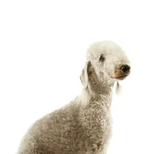 Terrier Metal Print Collection: Bedlington Terrier