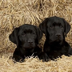 DOG - Black labradors sitting together in straw Digital Manipulation: removed paw to right