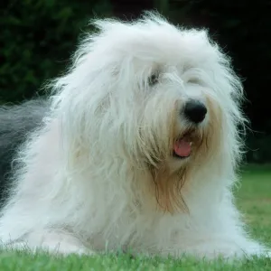 Dog - Bobtail lying in garden