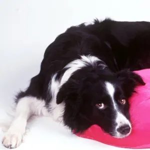 DOG - Border Collie looking sad with head on heart cushion