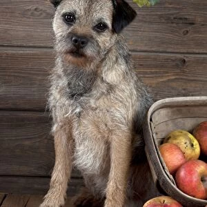 DOG - Border terrier sitting next to basket of apples