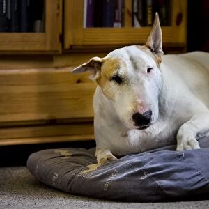 Dog - Bull Terrier - lying down on pillow