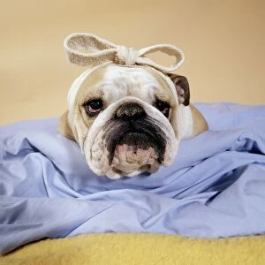 Dog - Bulldog - with bandage on head