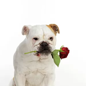 DOG. Bulldog holding rose