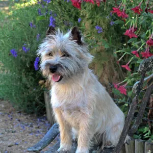 Dog - Cairn Terrier sitting on chair