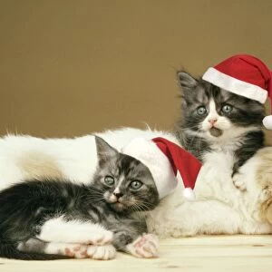 Dog & cat - puppy & 2 Kittens wearing Christmas hats. Digital Manipulation: Hats (JD)