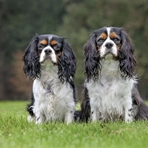 Dog - Cavalier King Charles Spaniel - pair