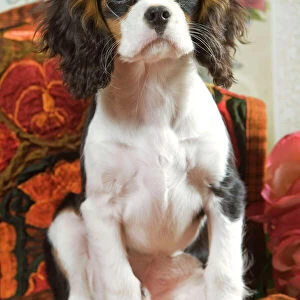 Dog - Cavalier King Charles Spaniel puppy