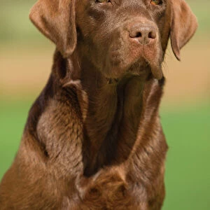 Gundog Collection: Retriever Labrador