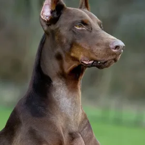 Dobermann Print Dobermann Print