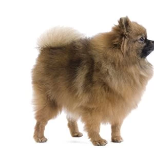 Dog - Dwarf Spitz / Pomeranian. Also know as Spitz nain