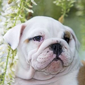 Dog - English Bulldog close-up of face