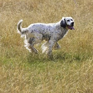 Dog - English Setter running