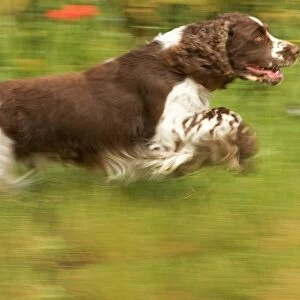 Dog - English springer spaniel running