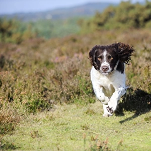 DOG. English springer spaniel running through heather