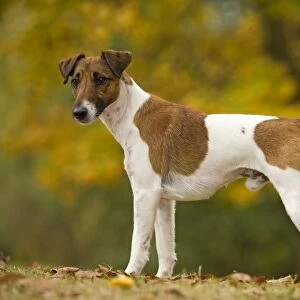 Dog - Fox Terrier - short-haired - outside