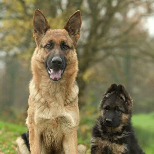 Pastoral Collection: German Shepherd Dog
