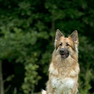 DOG - German shepherd dog sitting in garden