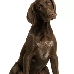 Dog - German Shorthaired Pointer - 4 month old puppy