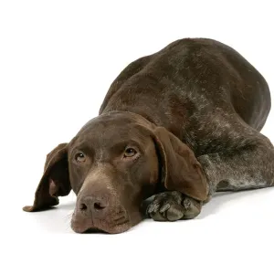 German Shorthaired Pointer Print German Shorthaired Pointer Print