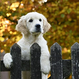 DOG. Golden Retriever puppy ( 12 weeks old ) looking over an old gate, paws over, autumn time
