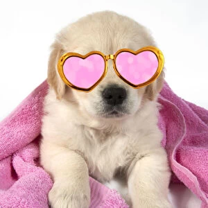 DOG - Golden Retriever puppy 7 weeks old - lying down - with towel draped over back and wearing, pink and gold heart shaped glasses