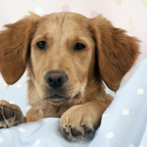 DOG. Golden retriever puppy on blankets (13 weeks)