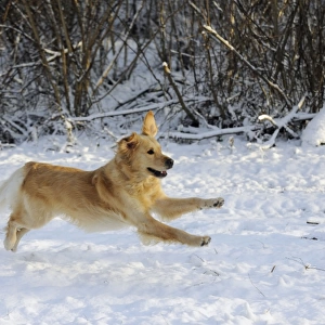 DOG. Golden retriever running through the snow