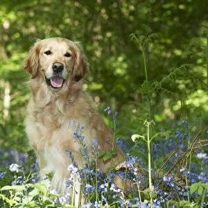 DOG - Golden retriever sitting in bluebells