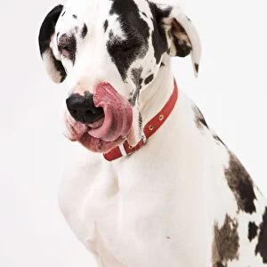 Dog - Great Dane bitch sitting down licking lips
