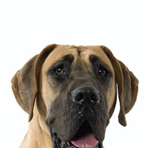 Dog - Great Dane / German Mastiff / Dogue Allemand / Deutsche Dogge