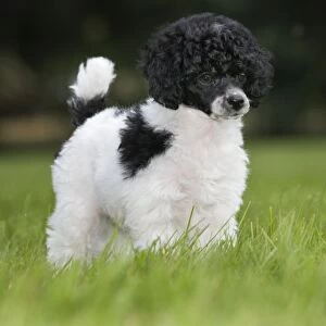 Dog - Harlequin Poodle - puppy
