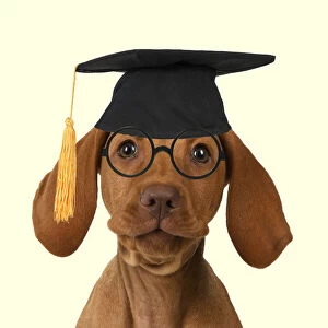 DOG. Hungarian Vizsla puppy wearing Graduation hat and glasses