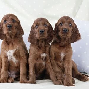 Dog - Irish Setter - Puppies sitting down on pillow
