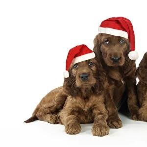 Dog. Irish Setter puppies wearing Christmas hats Digital Manipulation: Christmas hats (JD)