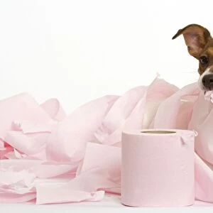 Dog - Jack Russell - playing with toilet tissue