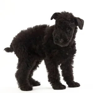 Terrier Collection: Kerry Blue Terrier