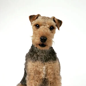 Terrier Cushion Collection: Lakeland Terrier
