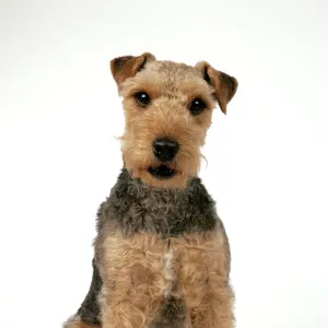 Dog - Lakeland Terrier sitting down