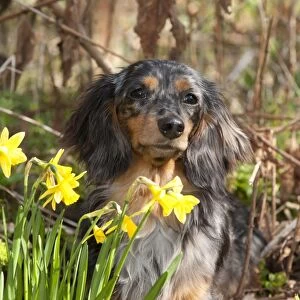 Dog - Miniature Long Haired Dachshund - sitting down behind Daffodils