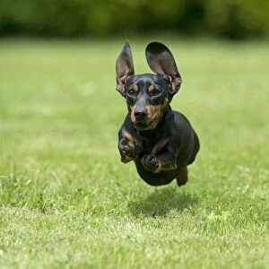 DOG - Miniature Short Haired Dachshund - running through garden