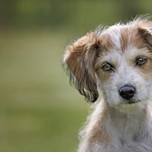 Dog - Mongrel Jack Russell - puppy in garden