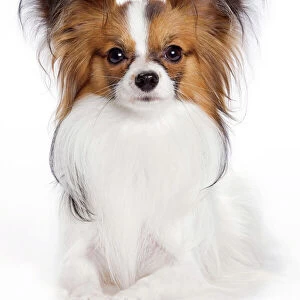 Toy Metal Print Collection: Papillon Dog