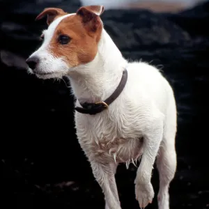 Dog - Parson Jack Russell - Wet from swimming