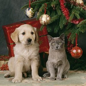 Dog - puppy with kitten under Christmas tree