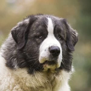 Working Jigsaw Puzzle Collection: Pyrenean Mastiff