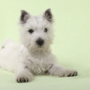 DOG & RABBIT - West Highland White Terrier