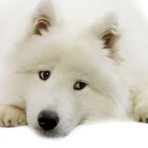 Samoyed Print Samoyed Print