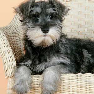 DOG. Schnauzer puppy in wicker chair